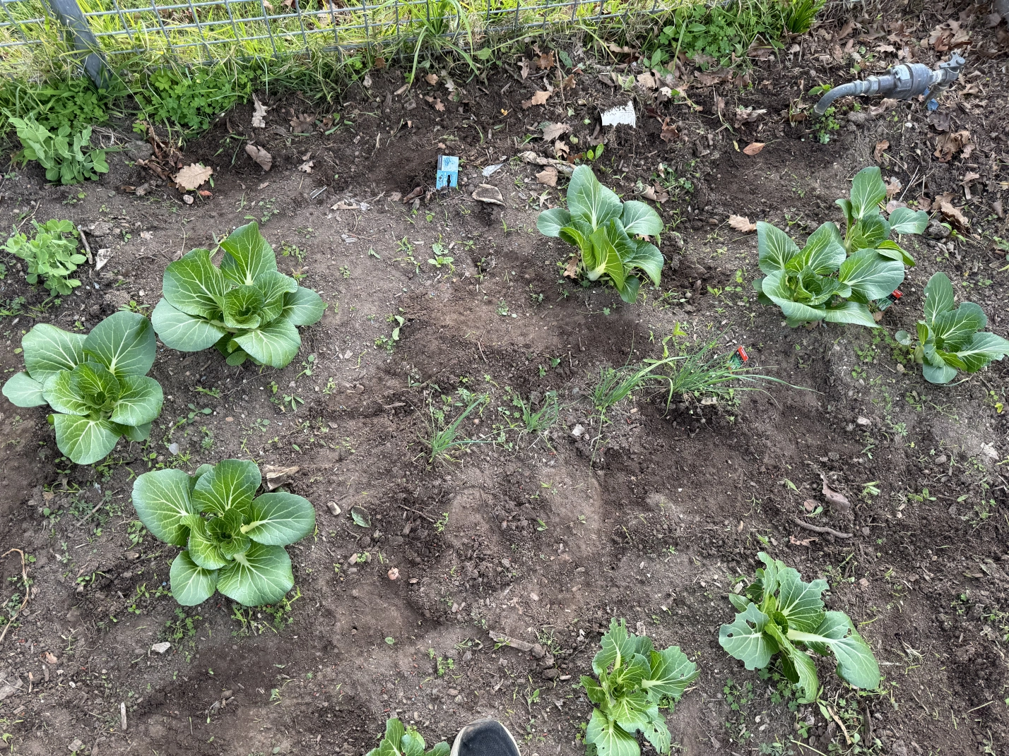 Various plants in soil dotted about, including some Chinese cabbages, leeks, and sprouted peas along the left of frame.