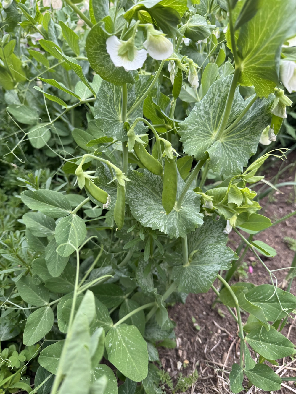 Several pea plants, with a number of pea pods shown growing from them.