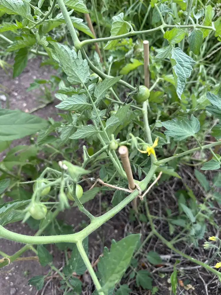 A close-up, almost top-down photo of a tomato plant, dotted with several tiny green tomatoes growing along its vine. A thin bamboo stake comes up in the middle of the photo, with a bit of twine attaching the plant to it.