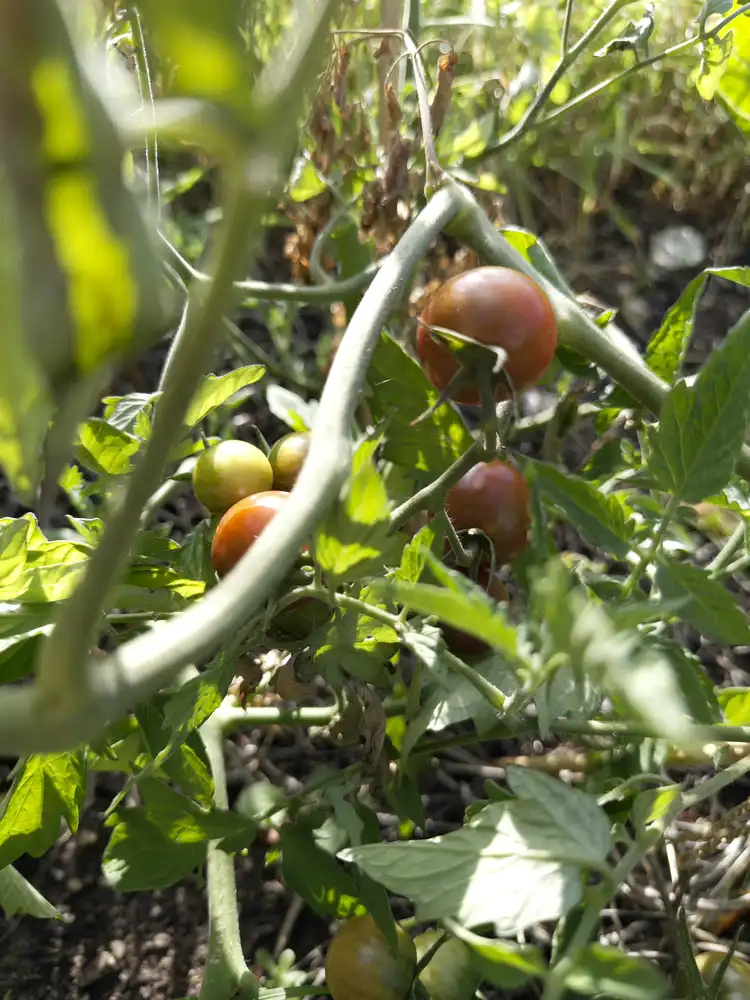 A closeup of a "black cherry" tomato vine, focusing on 3 ripe cherry tomatoes. They're not really black, just a dark red with some, mottled brown.