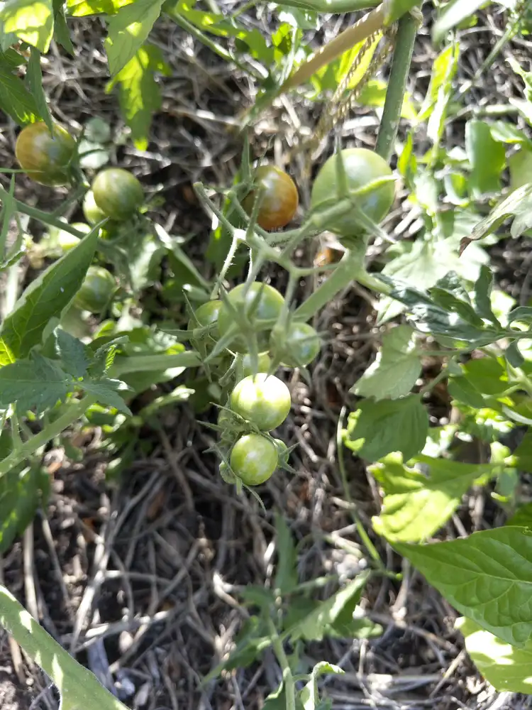 Some unripe cherry tomatoes on a vine. A few are half yellowish, ready to be ripe soon.